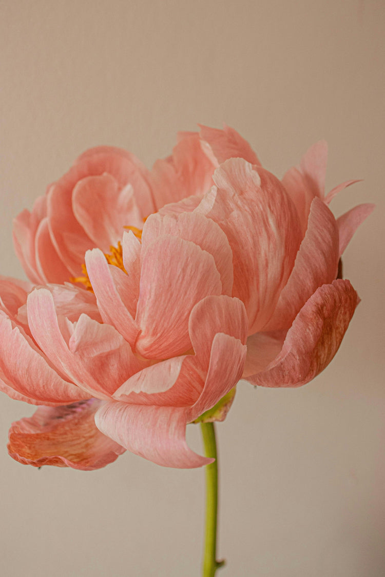 Bloom Reverie